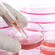 Illustration for article titled Judge Gives Embryonic Stem Cell Research the Green Light